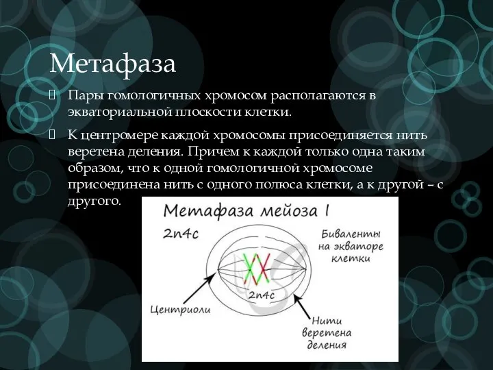 Метафаза Пары гомологичных хромосом располагаются в экваториальной плоскости клетки. К центромере каждой