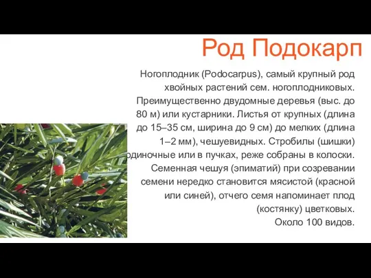 Род Подокарп Ногоплодник (Podocarpus), самый крупный род хвойных растений сем. ногоплодниковых. Преимущественно