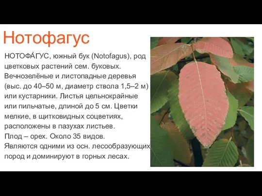 Нотофагус НОТОФА́ГУС, южный бук (Notofagus), род цветковых растений сем. буковых. Вечнозелёные и