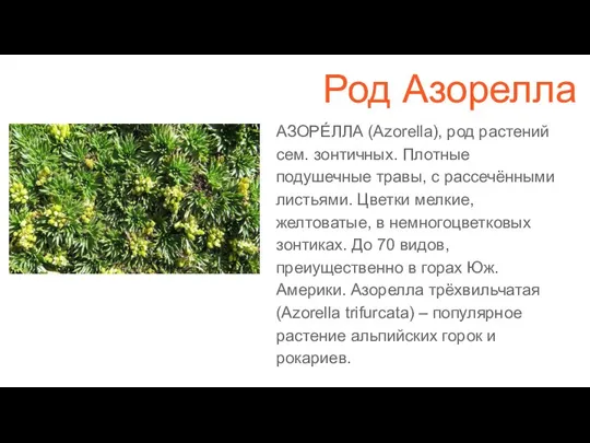 Род Азорелла АЗОРЕ́ЛЛА (Azorella), род растений сем. зонтичных. Плотные подушечные травы, с