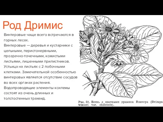 Род Дримис Винтеровые чаще всего встречаются в горных лесах. Винтеровые — деревья