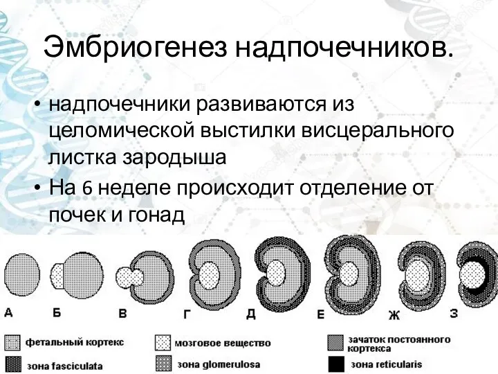 Эмбриогенез надпочечников. надпочечники развиваются из целомической выстилки висцерального листка зародыша На 6