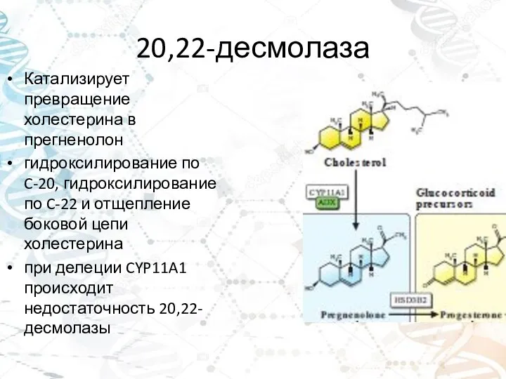 20,22-десмолаза Катализирует превращение холестерина в прегненолон гидроксилирование по C-20, гидроксилирование по C-22