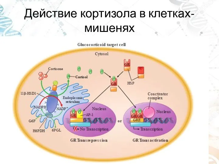 Действие кортизола в клетках-мишенях