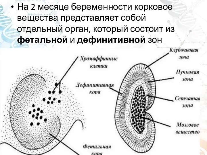 На 2 месяце беременности корковое вещества представляет собой отдельный орган, который состоит