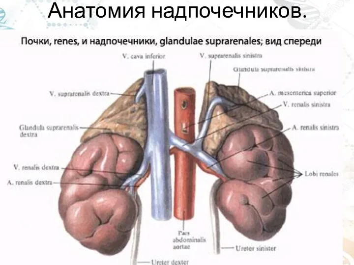 Анатомия надпочечников.