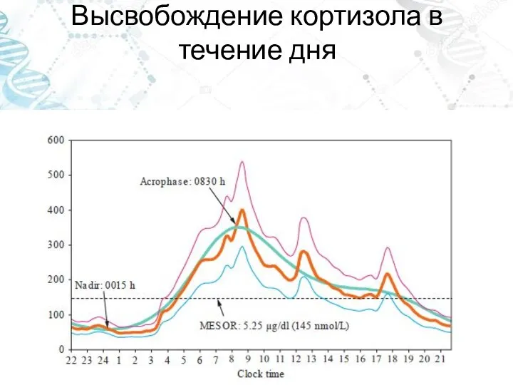 Высвобождение кортизола в течение дня