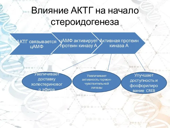 Влияние АКТГ на начало стероидогенеза Увеличивает доставку холестеринового эфира Увеличивает активность гормон-чувствительной