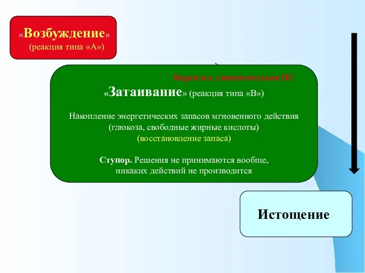 «Возбуждение» (реакция типа «А») Кортизол, симпатическая НС «Затаивание» (реакция типа «B») Накопление