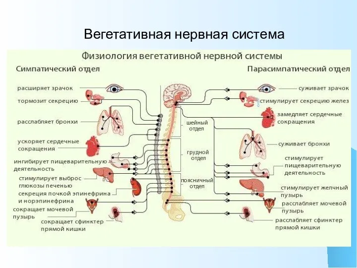 Вегетативная нервная система