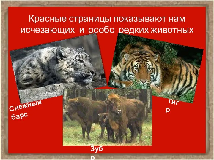 Красные страницы показывают нам исчезающих и особо редких животных Снежный барс Тигр Зубр