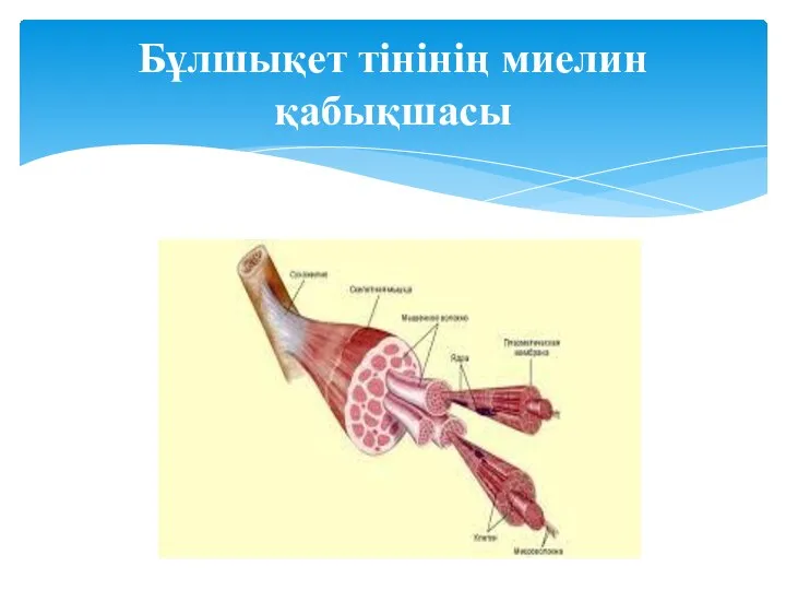 Бұлшықет тінінің миелин қабықшасы