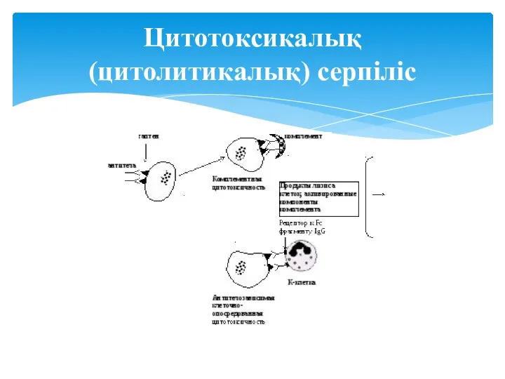 Цитотоксикалық (цитолитикалық) серпіліс