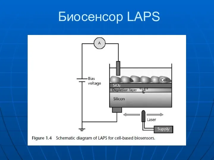 Биосенсор LAPS