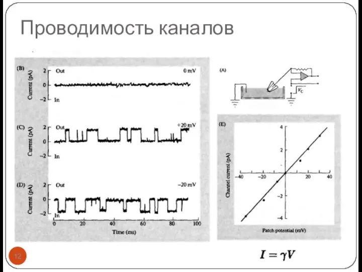 Проводимость каналов