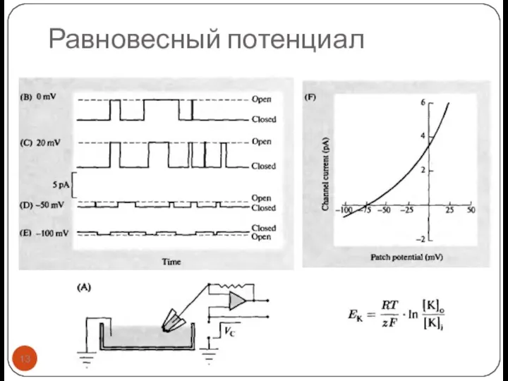 Равновесный потенциал