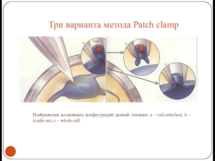 Три варианта метода Patch clamp Изображение возможных конфигураций данной техники: а –