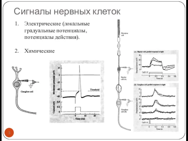 Сигналы нервных клеток Электрические (локальные градуальные потенциалы, потенциалы действия). Химические