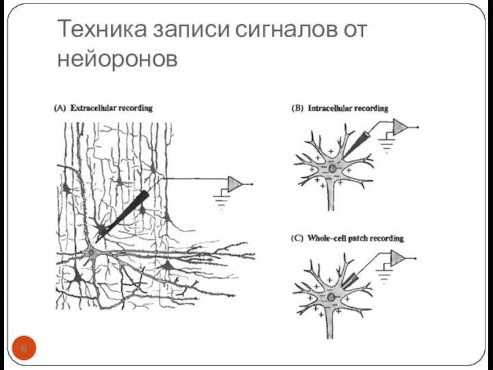 Техника записи сигналов от нейоронов