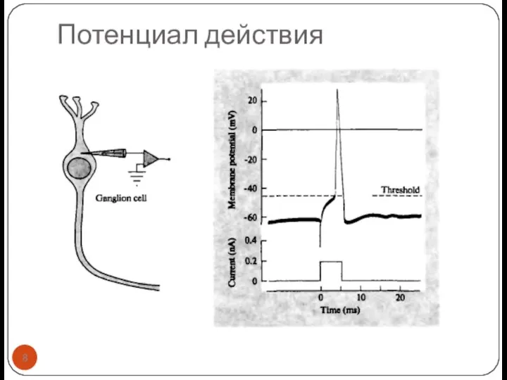 Потенциал действия