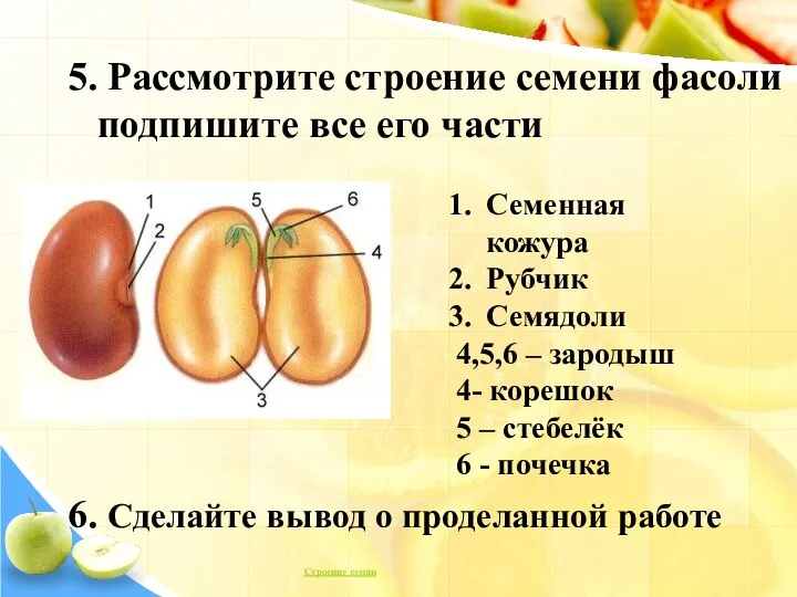 Семенная кожура Рубчик Семядоли 4,5,6 – зародыш 4- корешок 5 – стебелёк