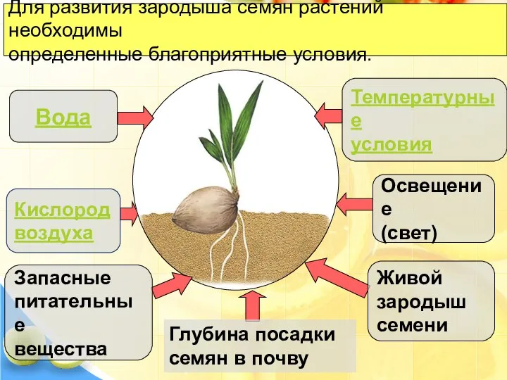 Для развития зародыша семян растений необходимы определенные благоприятные условия. Освещение (свет) Живой