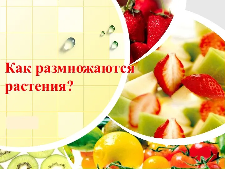 Как размножаются растения?