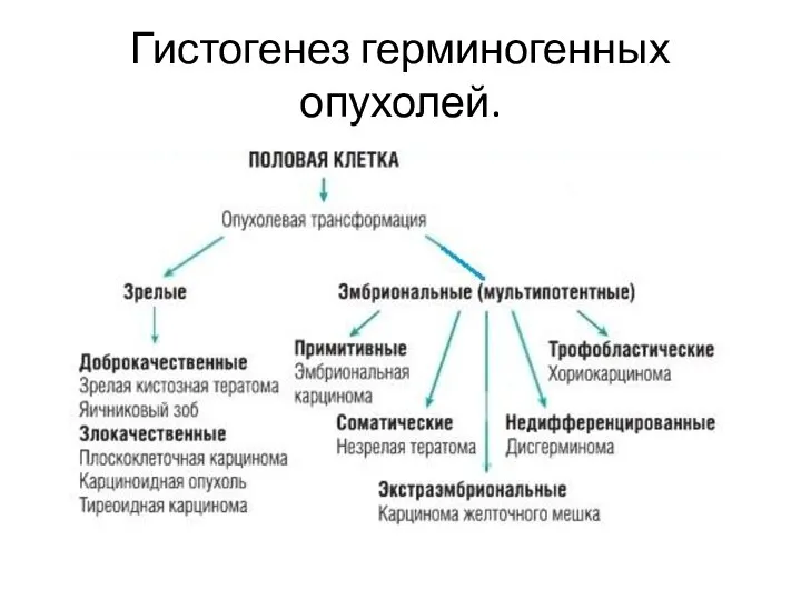 Гистогенез герминогенных опухолей.