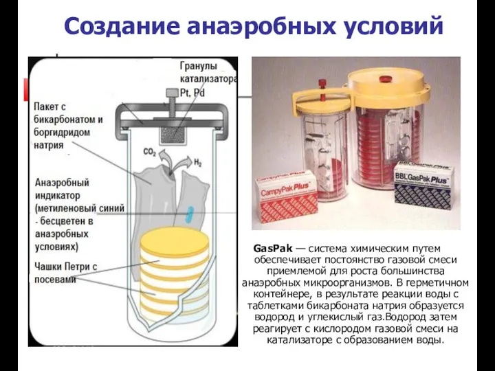 Создание анаэробных условий GasPak — система химическим путем обеспечивает постоянство газовой смеси