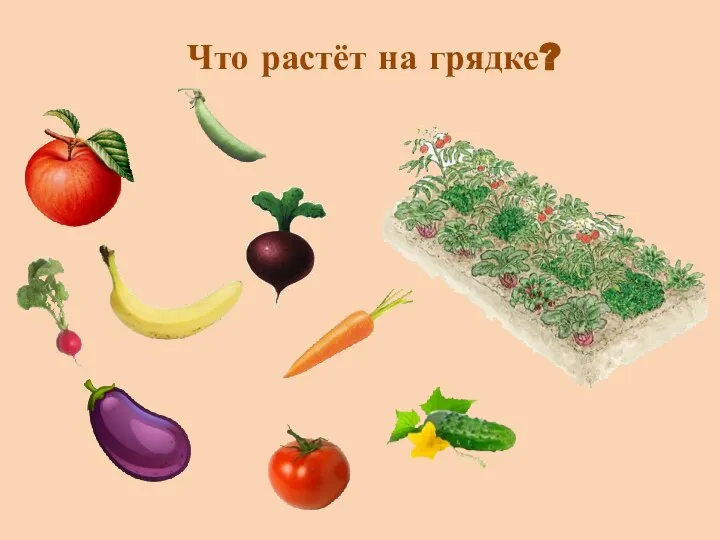 Что растёт на грядке?