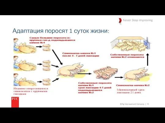 ©Pig Improvement Company. | Адаптация поросят 1 суток жизни: