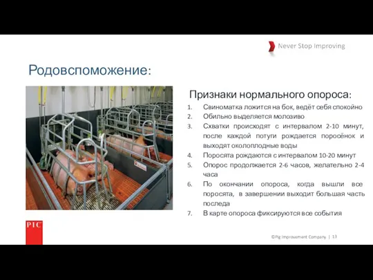 ©Pig Improvement Company. | Родовспоможение: Признаки нормального опороса: Свиноматка ложится на бок,