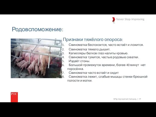 ©Pig Improvement Company. | Родовспоможение: Признаки тяжёлого опороса: Свиноматка беспокоится, часто встаёт