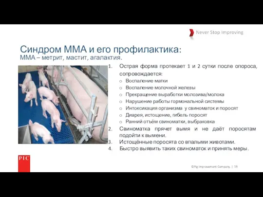 ©Pig Improvement Company. | Синдром ММА и его профилактика: Острая форма протекает