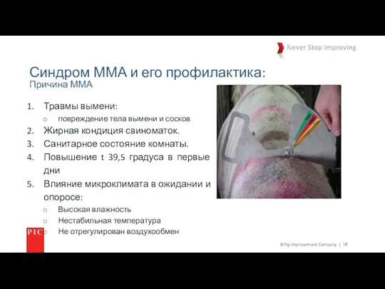 ©Pig Improvement Company. | Синдром ММА и его профилактика: Травмы вымени: повреждение