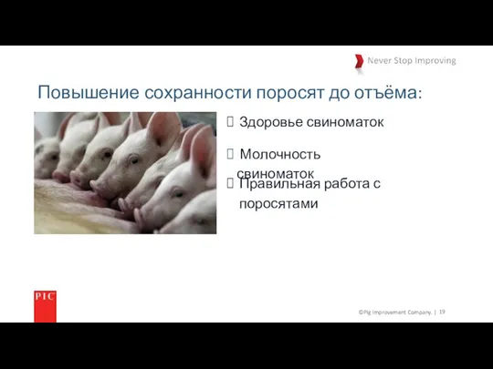 ©Pig Improvement Company. | Повышение сохранности поросят до отъёма: Молочность свиноматок Здоровье