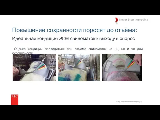 ©Pig Improvement Company. | Повышение сохранности поросят до отъёма: Идеальная кондиция >90%