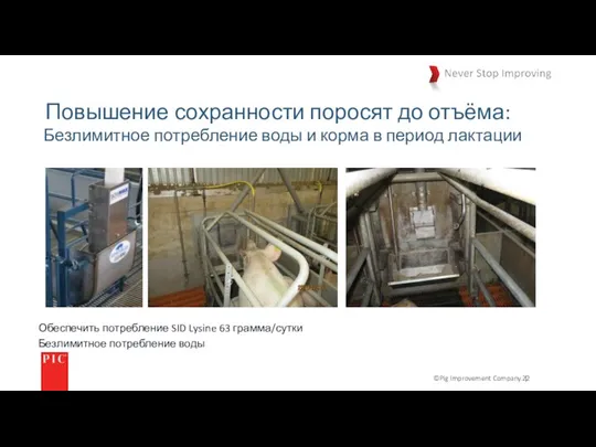 ©Pig Improvement Company. | Повышение сохранности поросят до отъёма: Безлимитное потребление воды