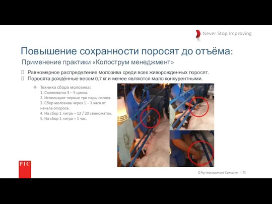 ©Pig Improvement Company. | Повышение сохранности поросят до отъёма: Равномерное распределение молозива