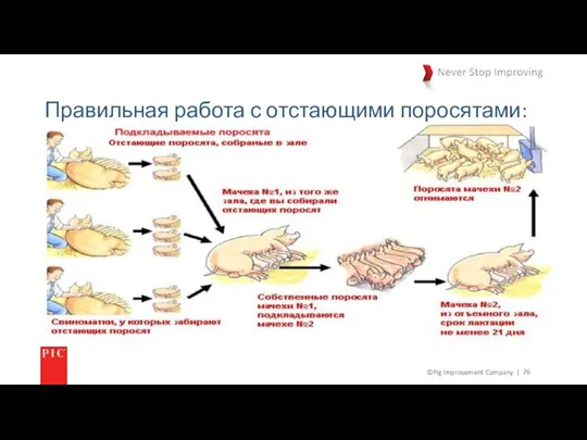 ©Pig Improvement Company. | Правильная работа с отстающими поросятами: