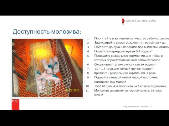 ©Pig Improvement Company. | Доступность молозива: Посчитайте и запишите количество рабочих сосков