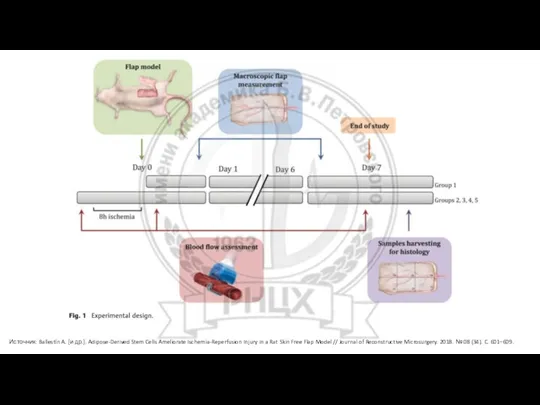 Источник: Ballestín A. [и др.]. Adipose-Derived Stem Cells Ameliorate Ischemia-Reperfusion Injury in