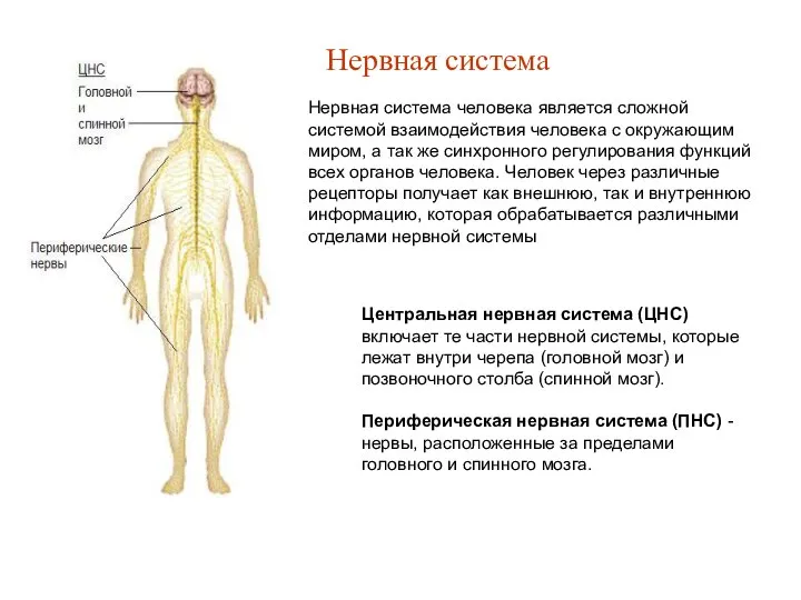 Центральная нервная система (ЦНС) включает те части нервной системы, которые лежат внутри