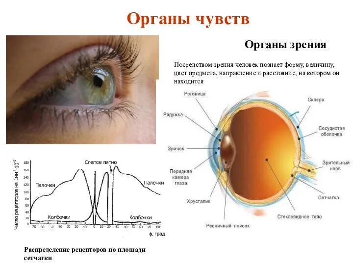 Органы чувств Органы зрения Распределение рецепторов по площади сетчатки Посредством зрения человек