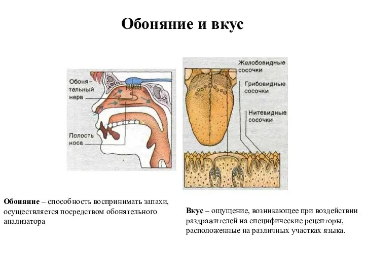 Обоняние и вкус Обоняние – способность воспринимать запахи, осуществляется посредством обонятельного анализатора