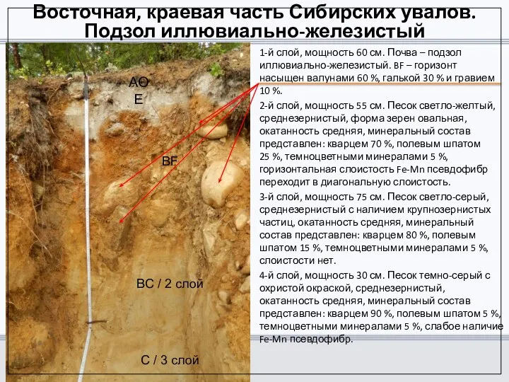 Восточная, краевая часть Сибирских увалов. Подзол иллювиально-железистый 1-й слой, мощность 60 см.