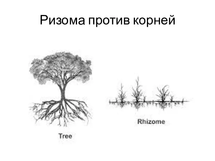 Ризома против корней