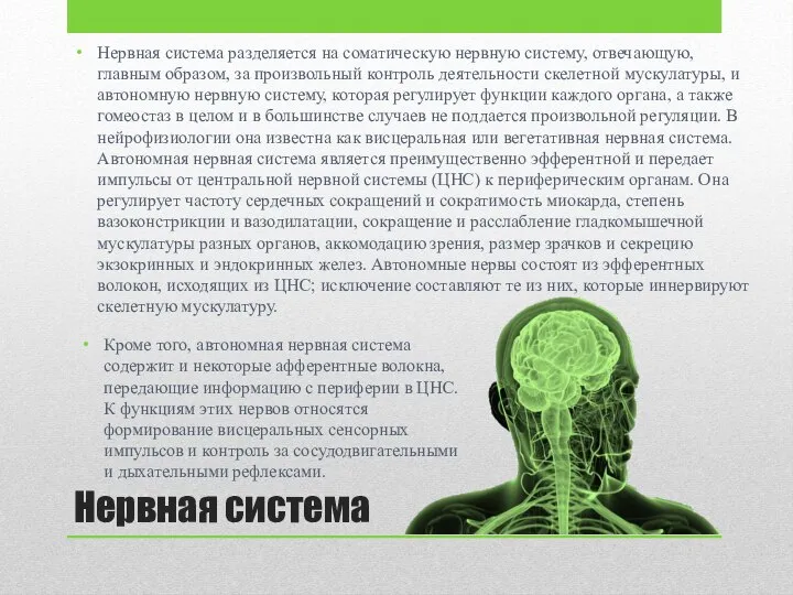 Нервная система Нервная система разделяется на соматическую нервную систему, отвечающую, главным образом,