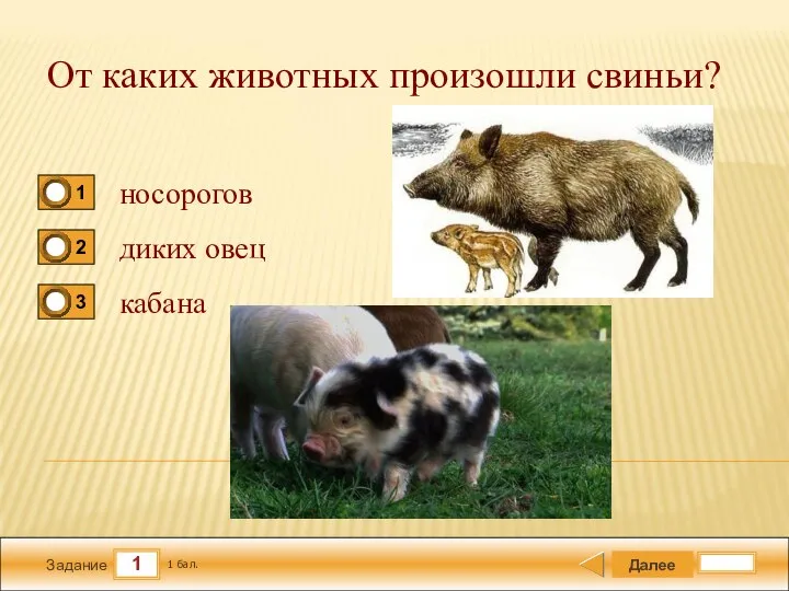 1 Задание От каких животных произошли свиньи? носорогов диких овец кабана Далее 1 бал.