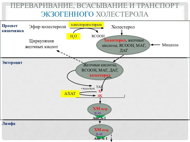 ПЕРЕВАРИВАНИЕ, ВСАСЫВАНИЕ И ТРАНСПОРТ ЭКЗОГЕННОГО ХОЛЕСТЕРОЛА Эфир холестерола Холестерол RCOOH Просвет кишечника